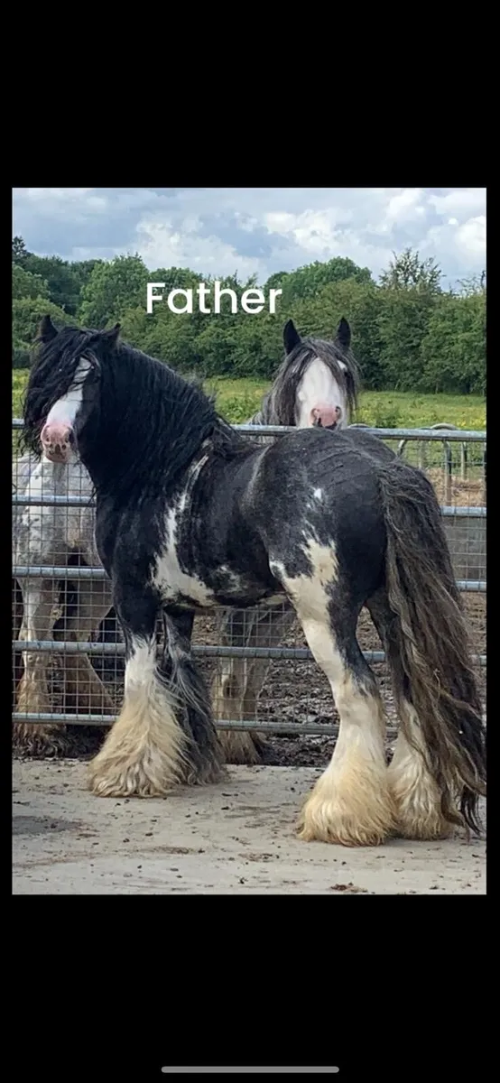 2 Year old Filly - Image 3