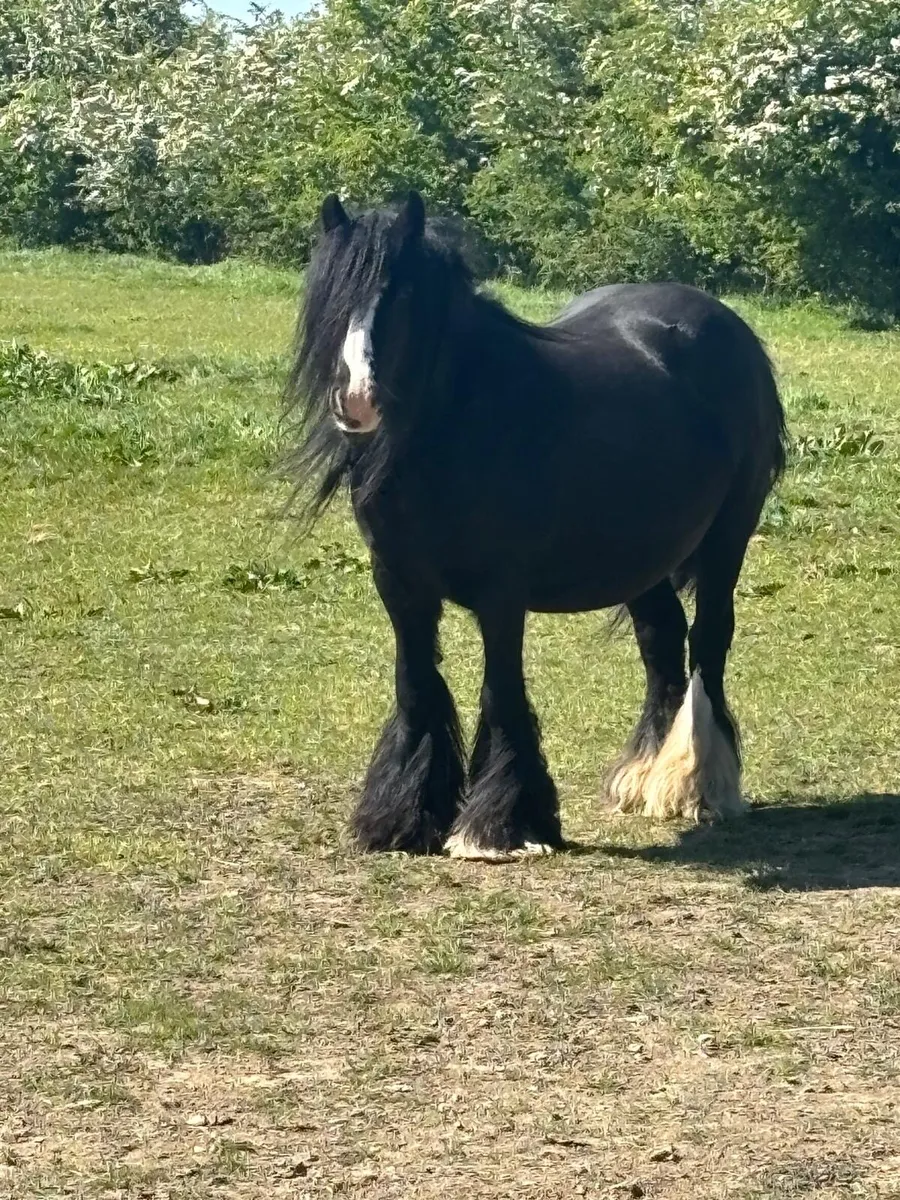 2 Year old Filly - Image 4