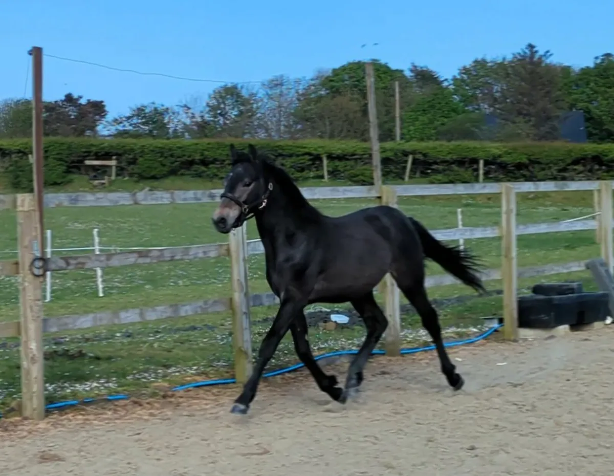 Yearling Connemara Colt - Image 2