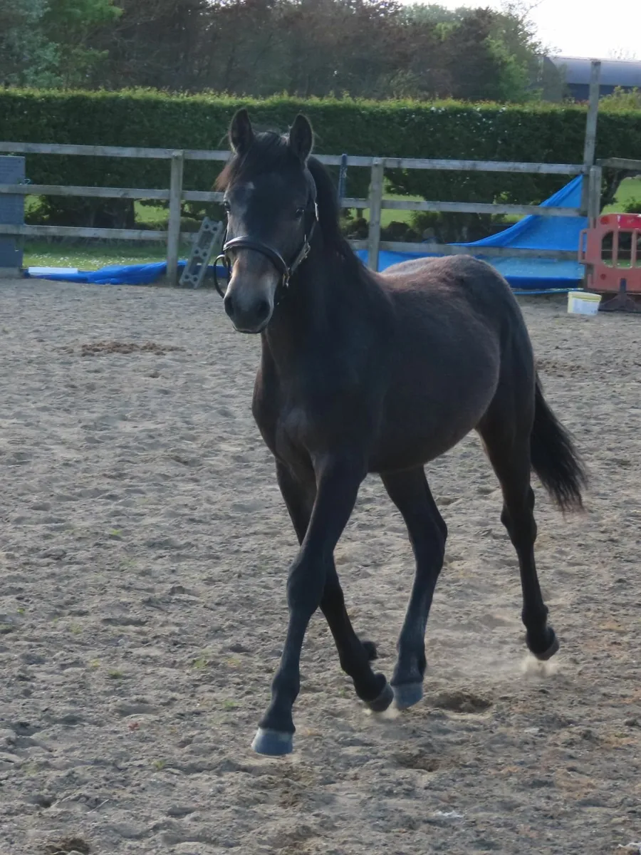 Yearling Connemara Colt - Image 3