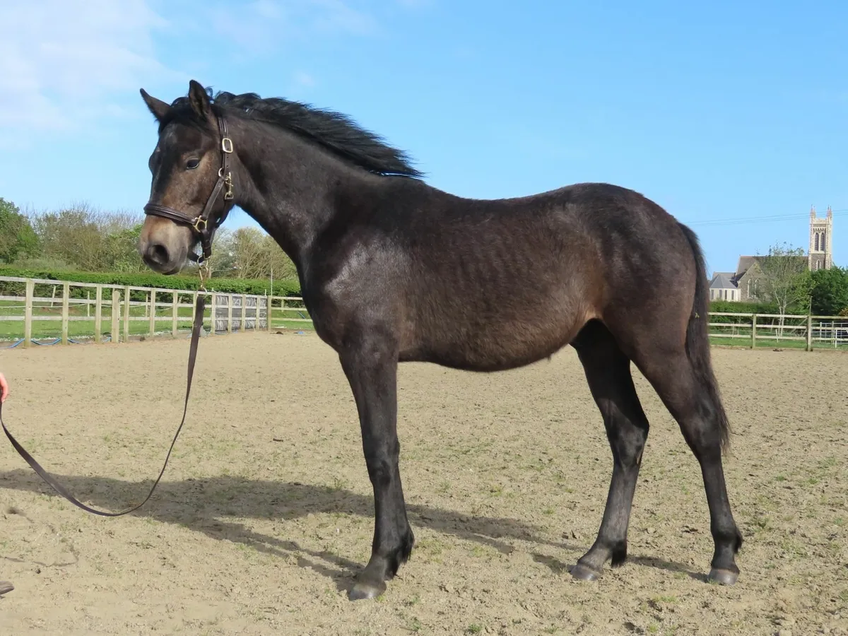 Yearling Connemara Colt - Image 4