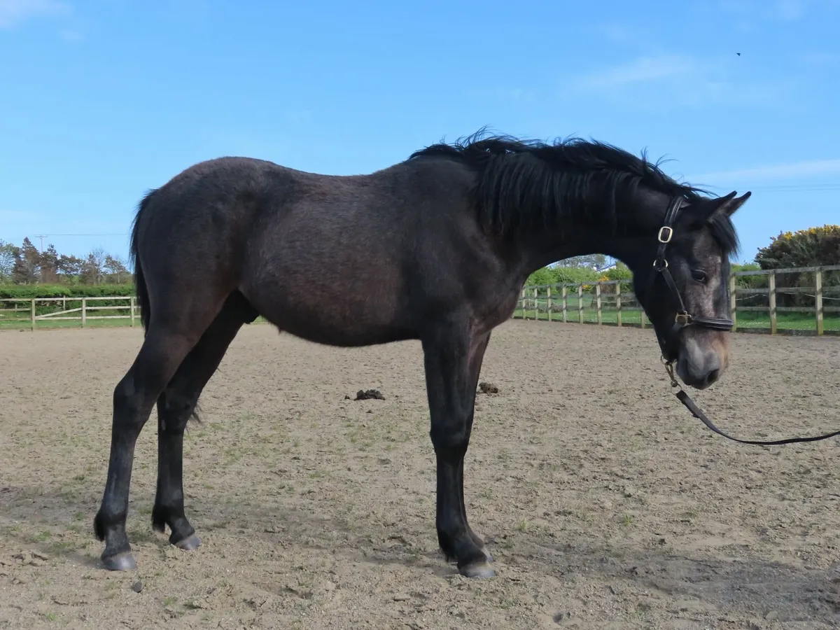 Yearling Connemara Colt - Image 1