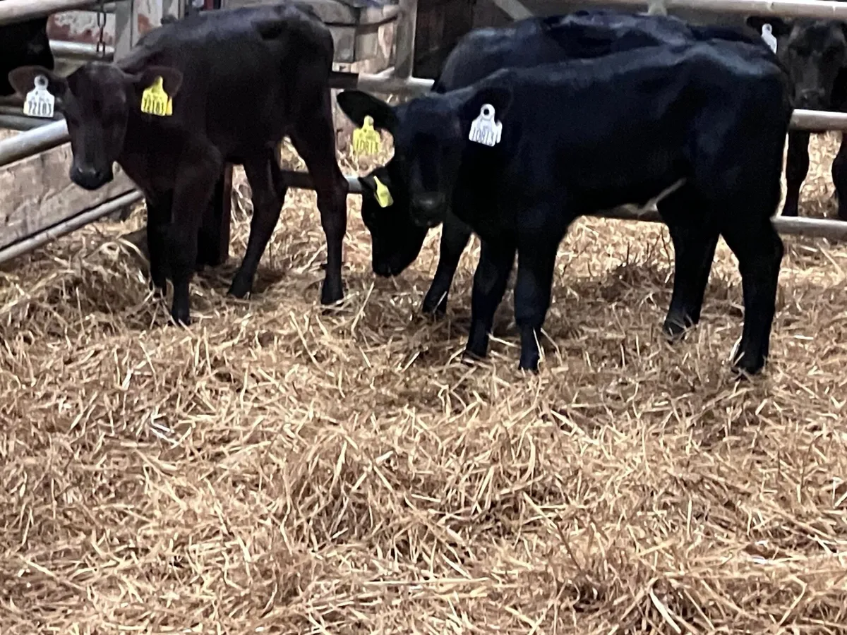 3 Angus heifer calves for sale - Image 2