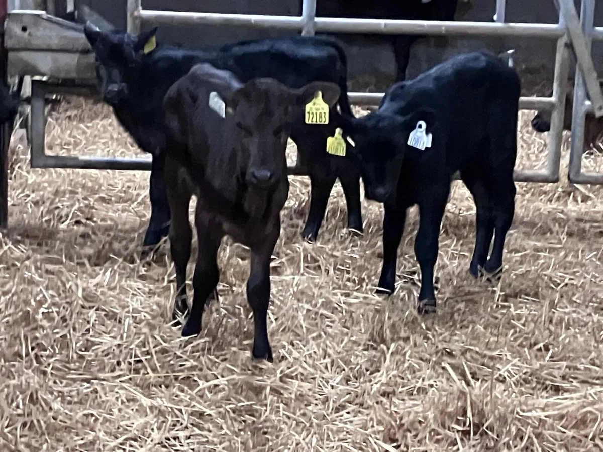 3 Angus heifer calves for sale - Image 3