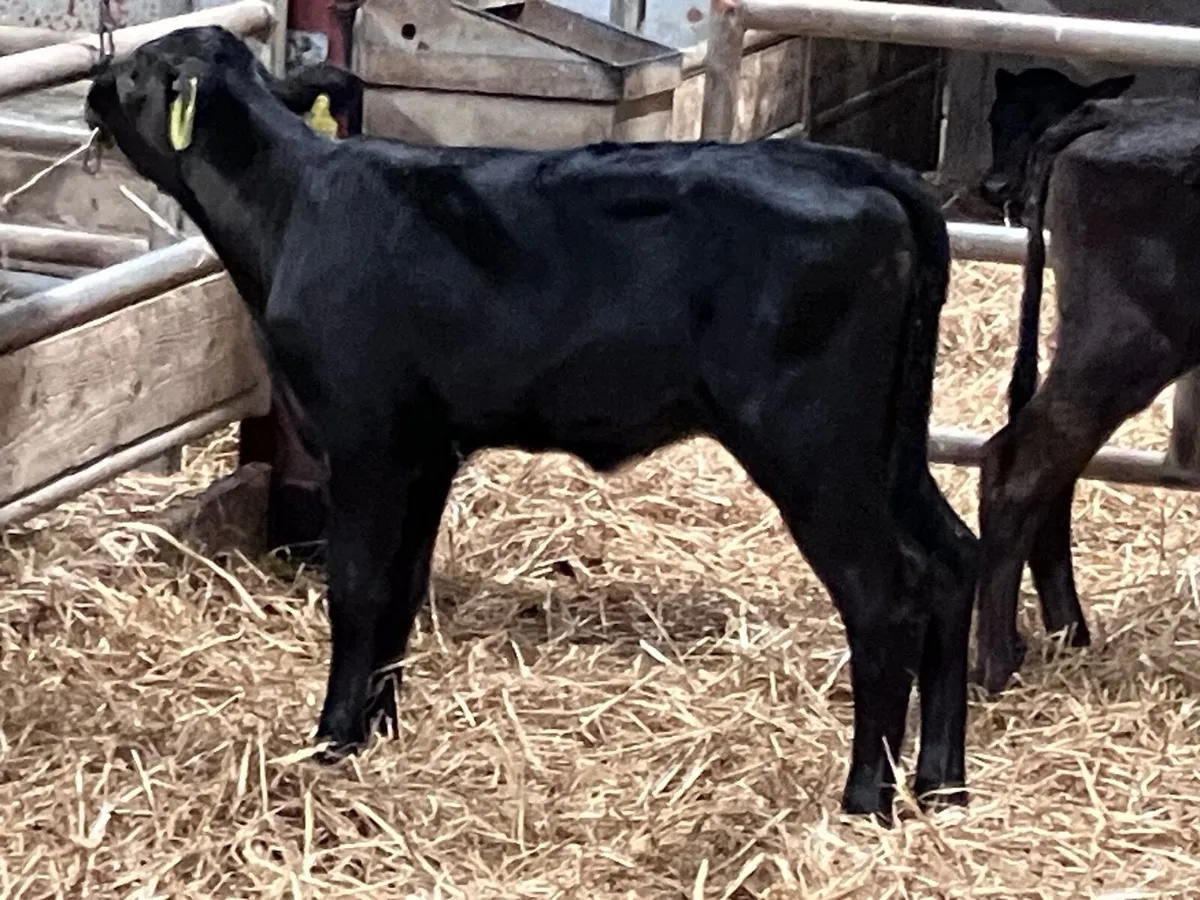 3 Angus heifer calves for sale - Image 4