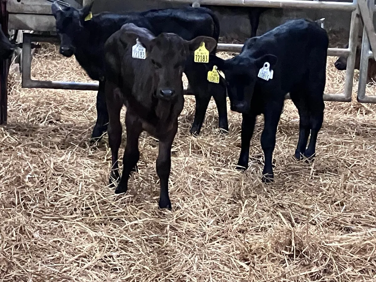 3 Angus heifer calves for sale - Image 1