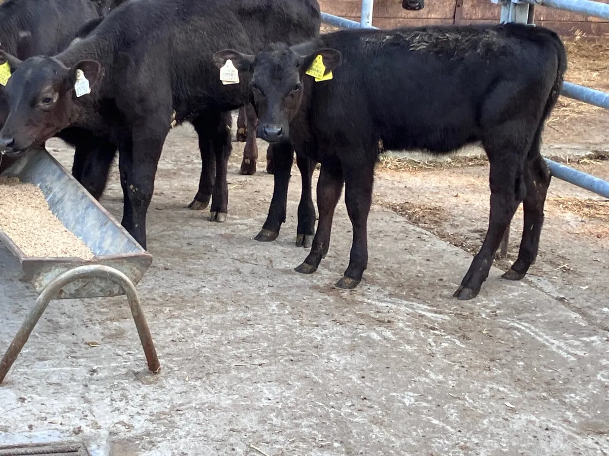 5 reared Angus heifer calves for sale - Image 3