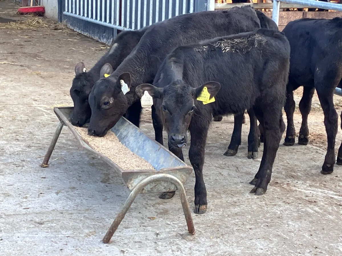5 reared Angus heifer calves for sale - Image 4