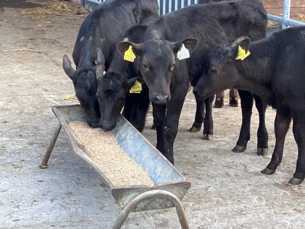 5 reared Angus heifer calves for sale - Image 1