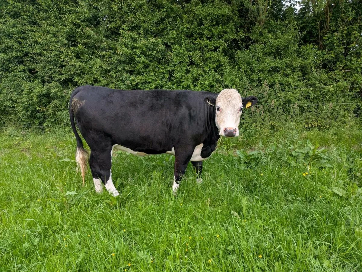 Organic Heifers - Image 2