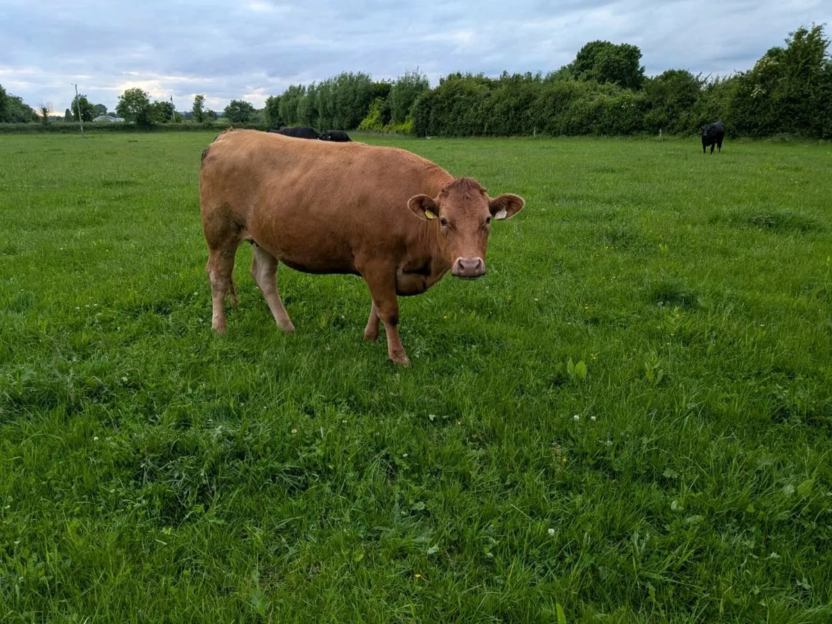 Organic Heifers - Image 3