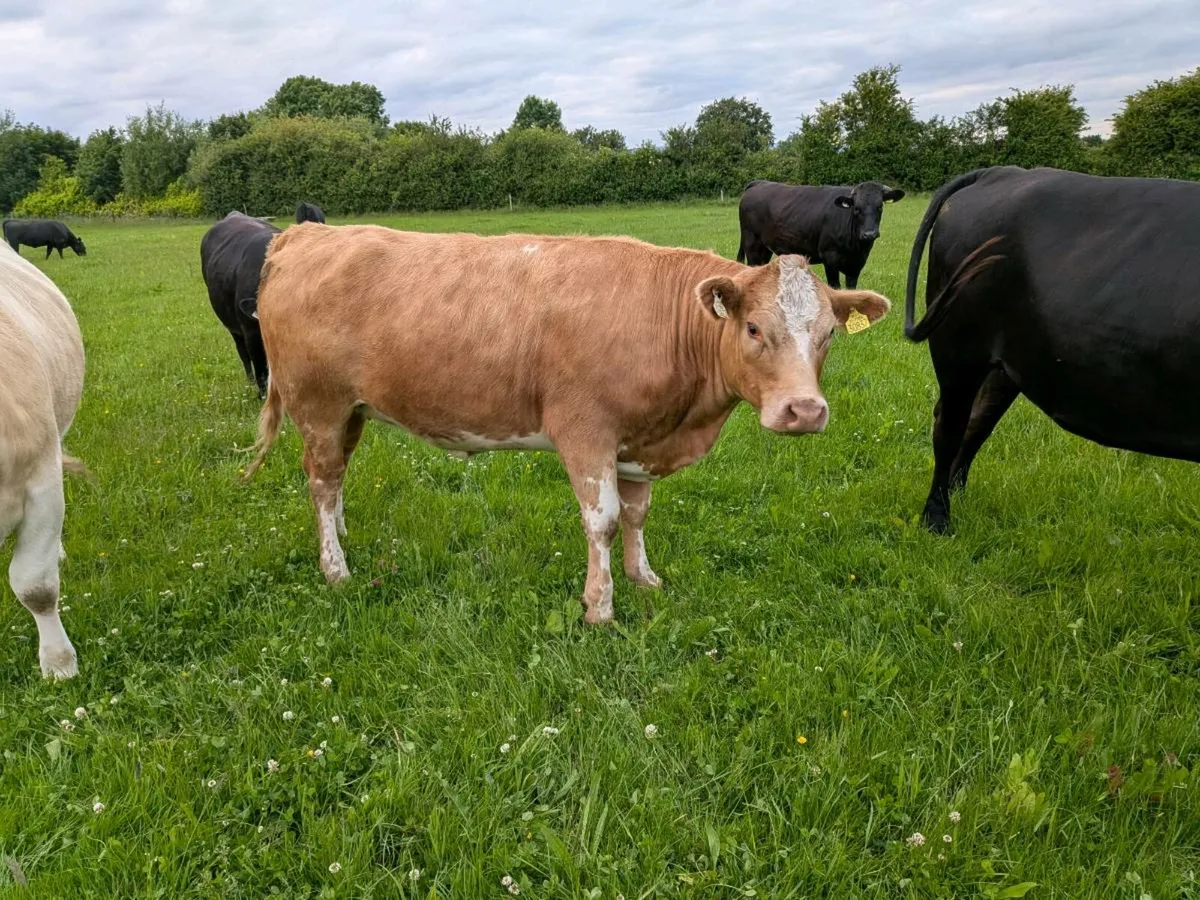Organic Heifers - Image 4