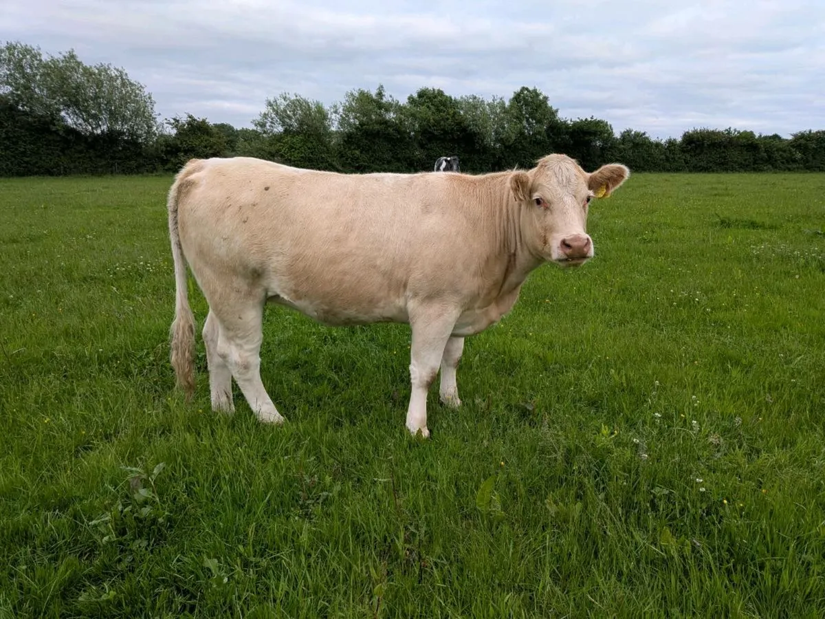 Organic Heifers - Image 1