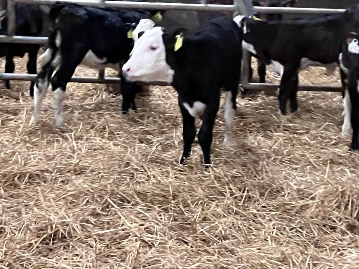 6 strong Hereford & Angus heifer calves for sale - Image 2
