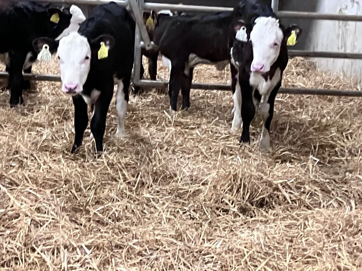 6 strong Hereford & Angus heifer calves for sale - Image 3