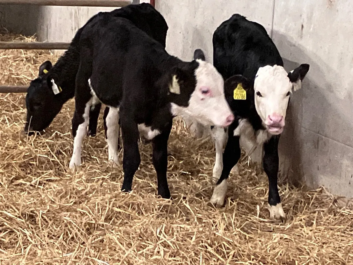 6 strong Hereford & Angus heifer calves for sale - Image 1