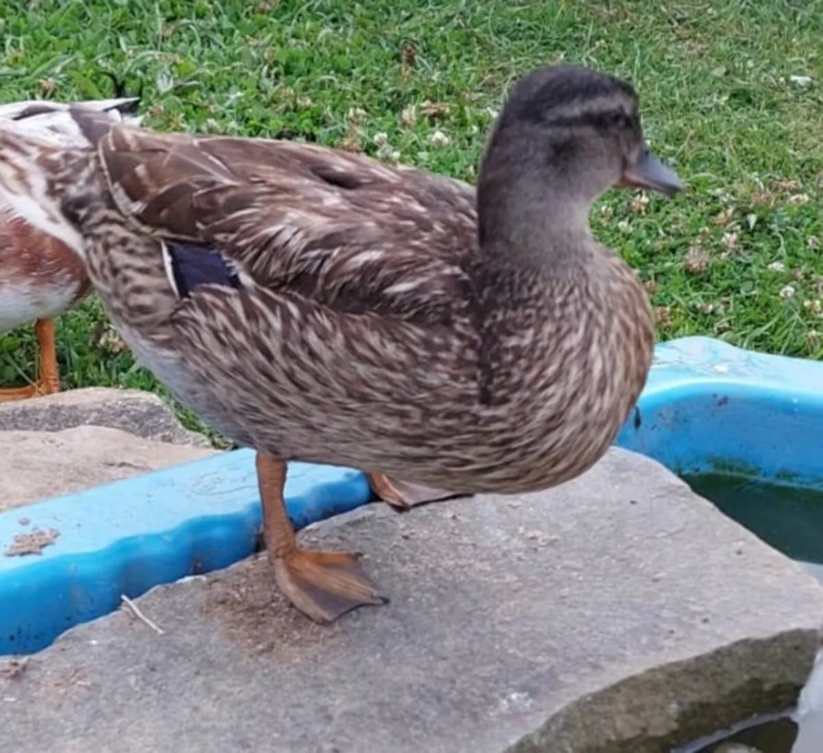 Call Ducks - Image 2