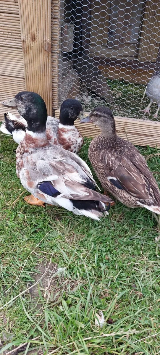 Call Ducks - Image 1