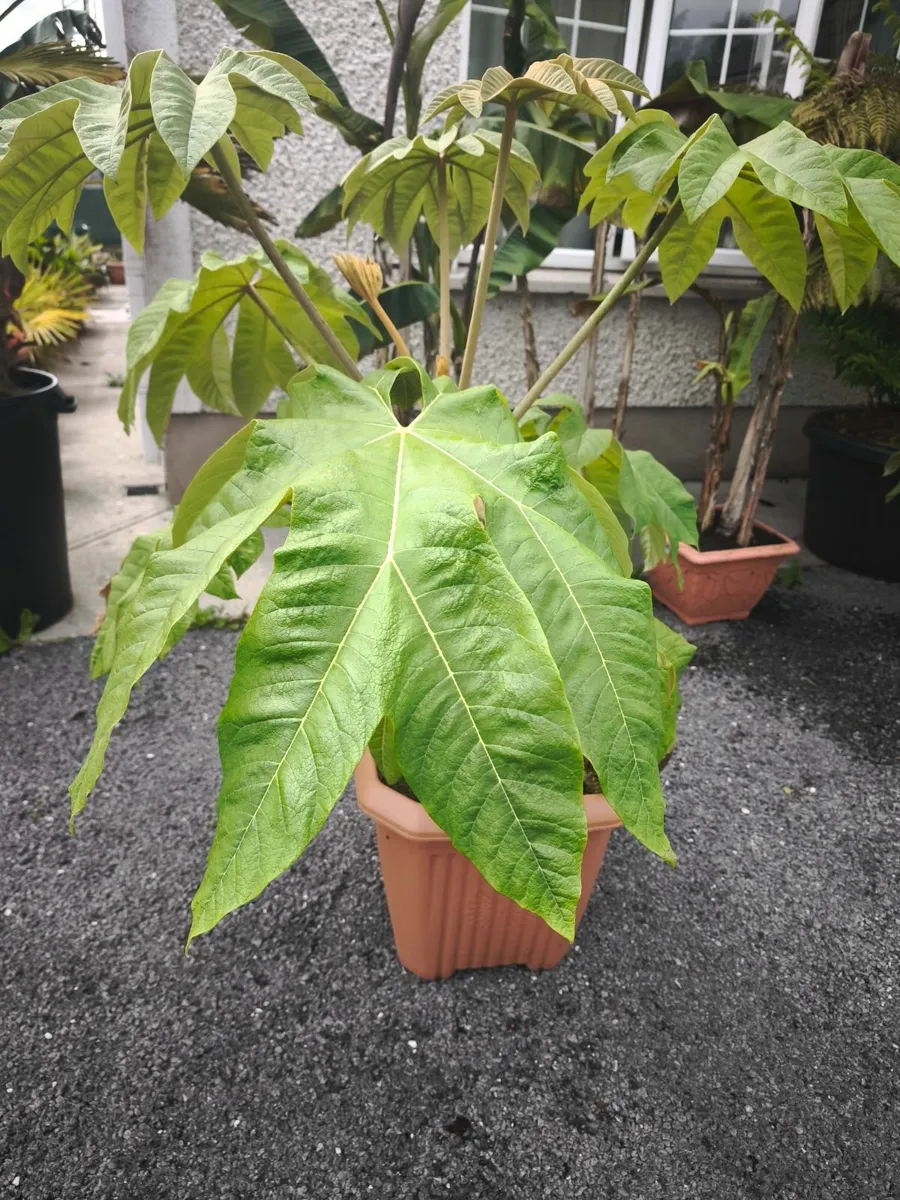 Tropical plants. Cannas plus Tetrapanex  Rex. - Image 4