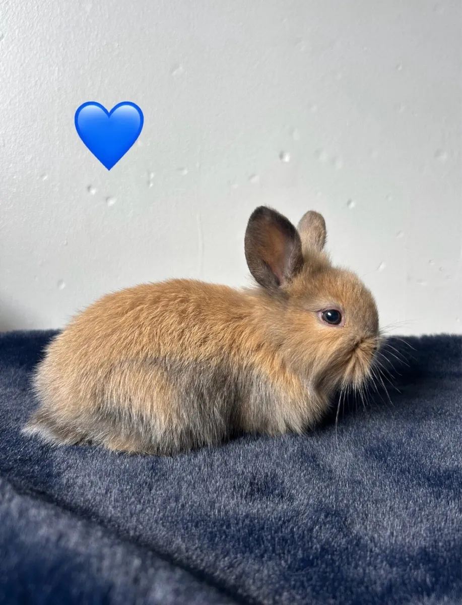 Pet Rabbits - Image 1