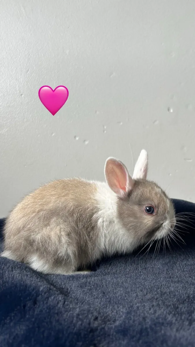 Pet Rabbits - Image 2