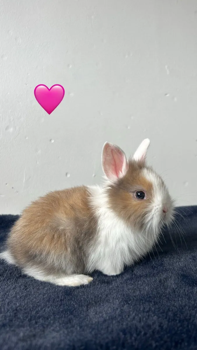 Pet Rabbits - Image 3