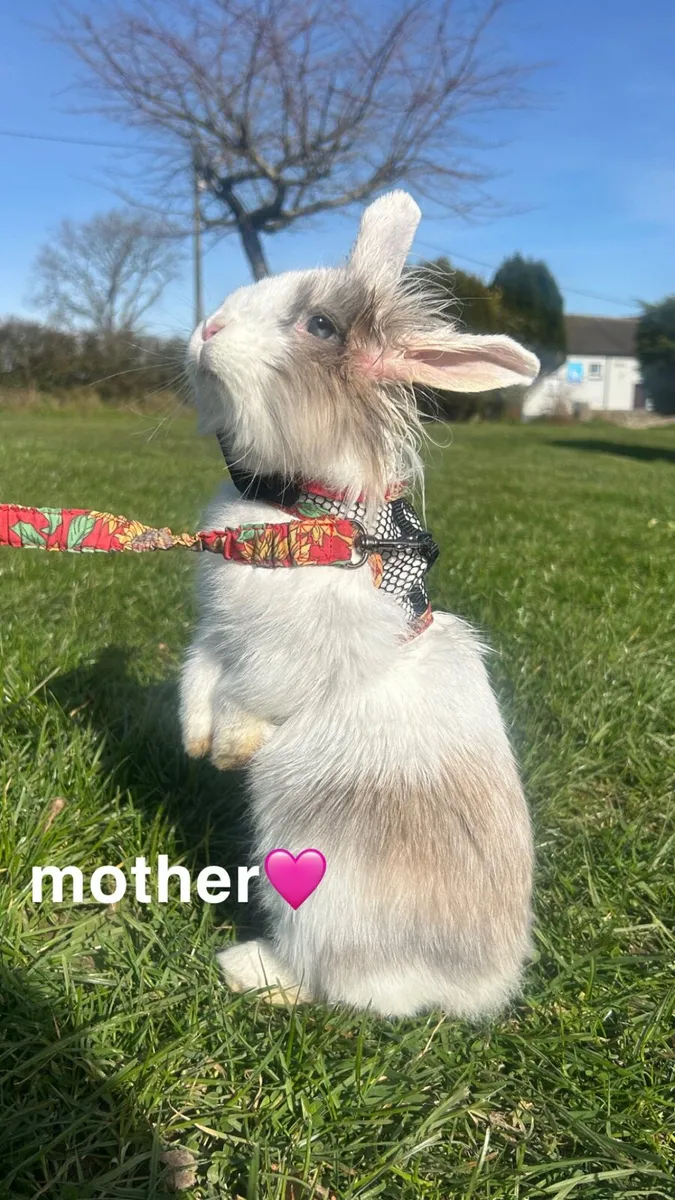 Pet Rabbits - Image 4