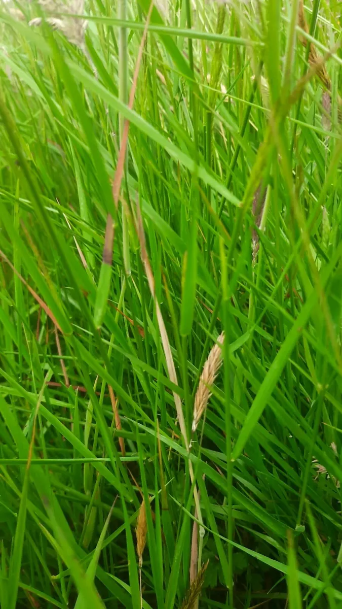 Silage - Image 1