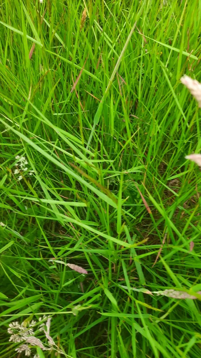 Silage - Image 2