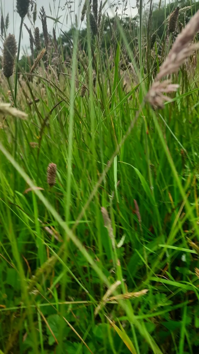 Silage - Image 3
