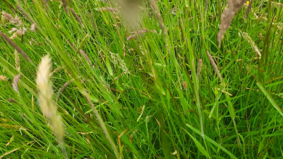 Silage - Image 4