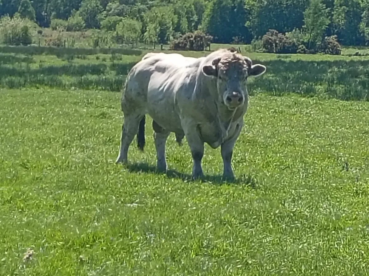 Stock bull - Image 1