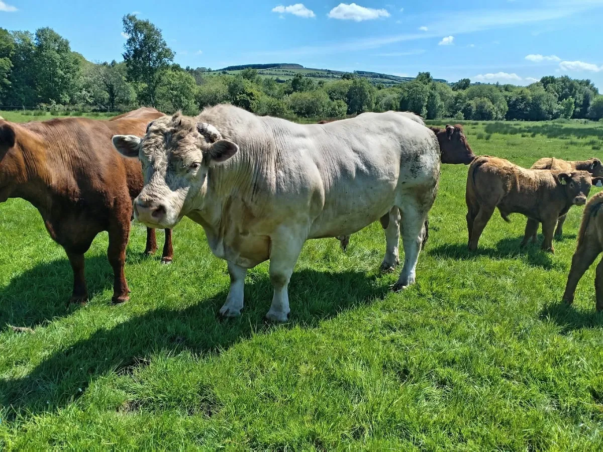 Stock bull - Image 2