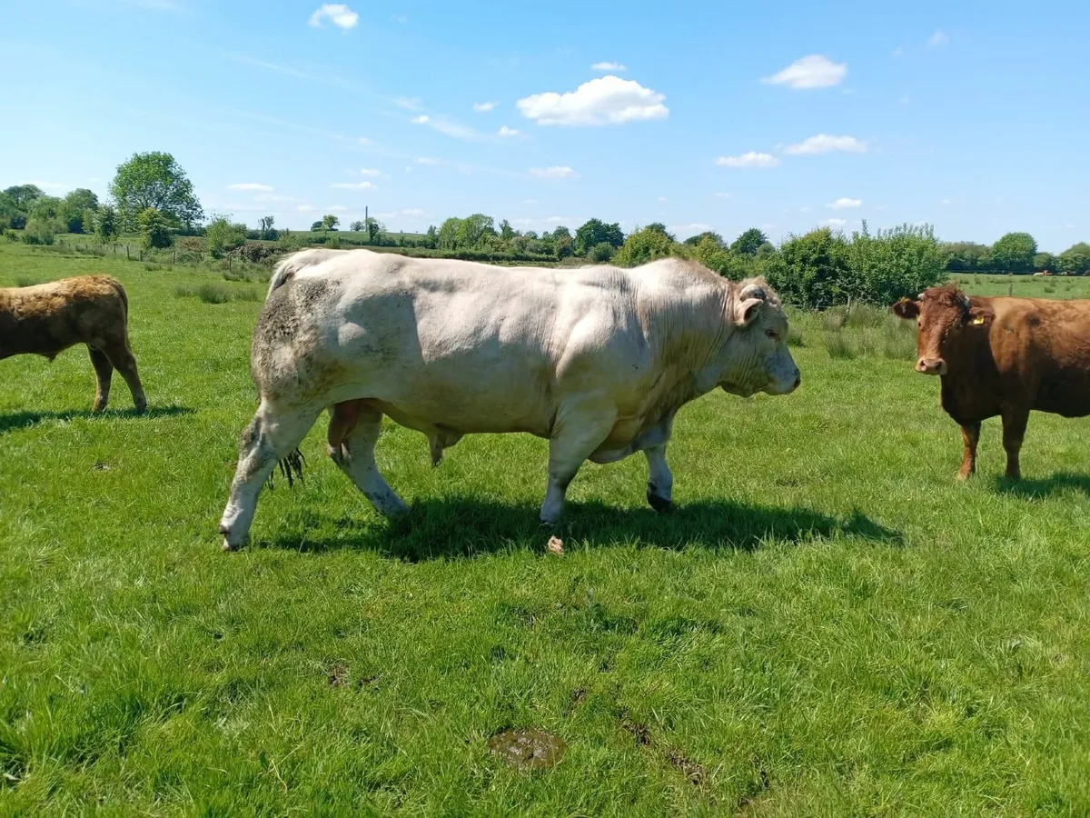 Stock bull - Image 3