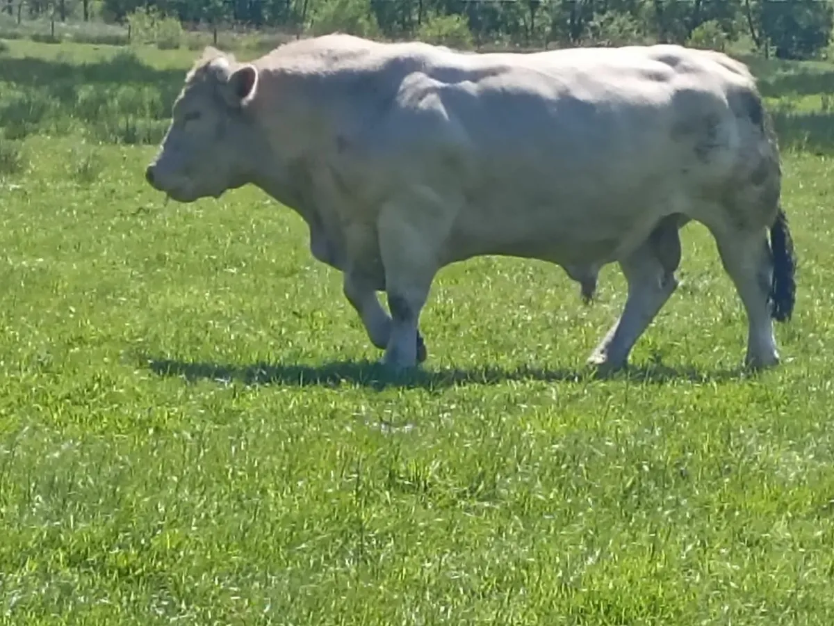 Stock bull - Image 4