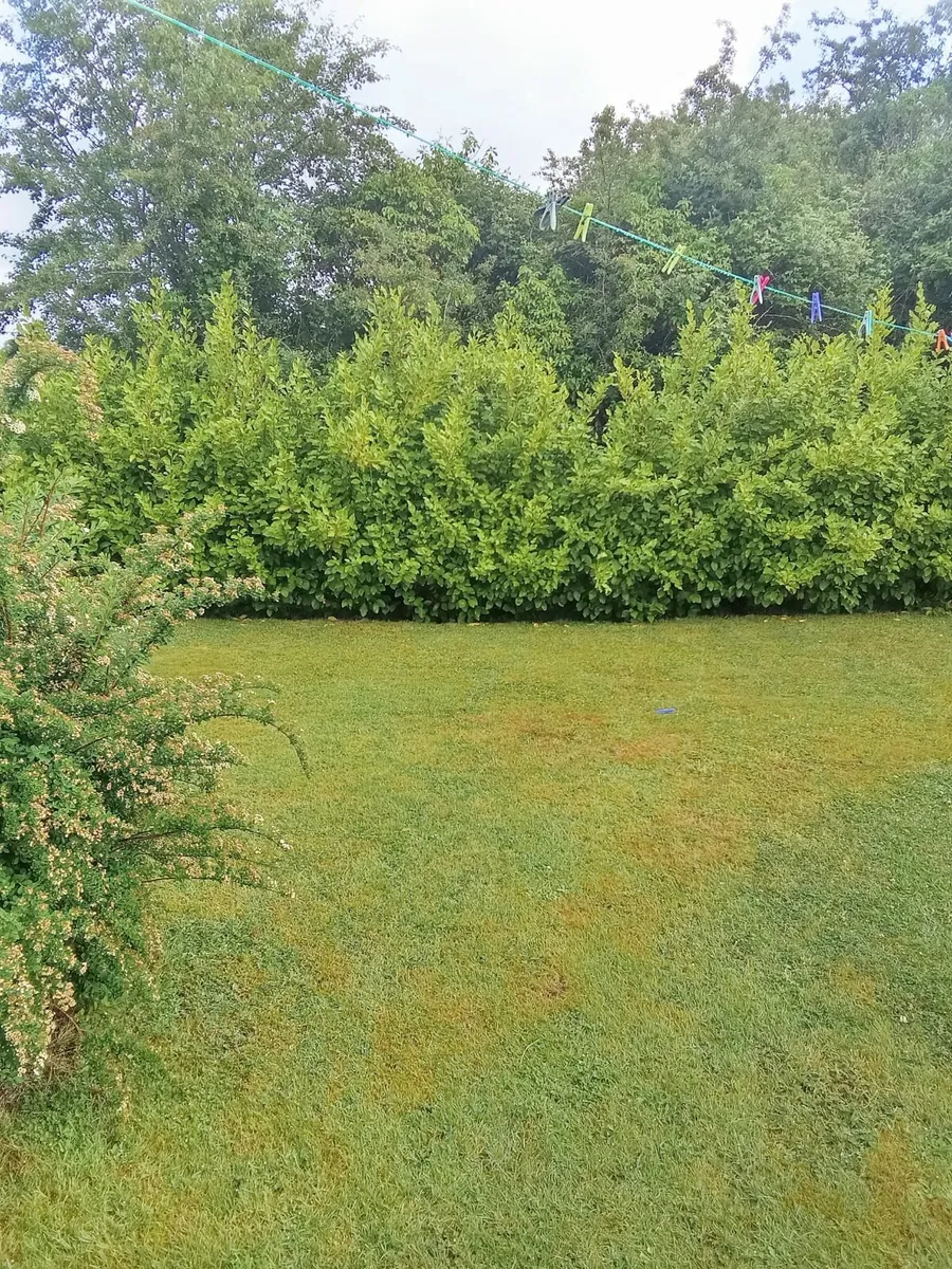 I am available to cut lawns in the Ennis area - Image 2