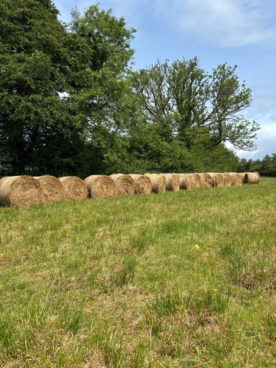 Dry bales of rushes for bedding - Image 1