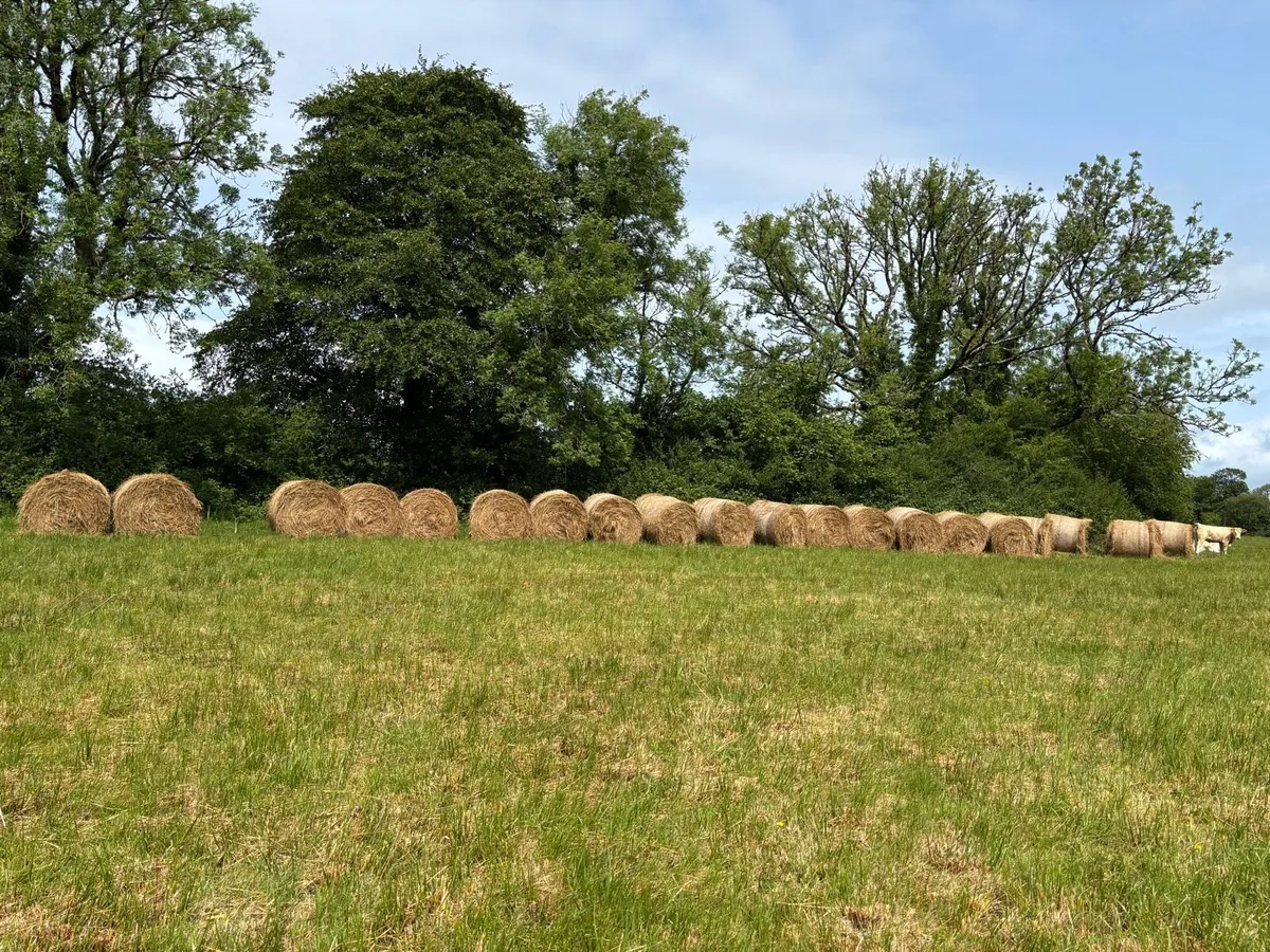 Dry bales of rushes for bedding - Image 2