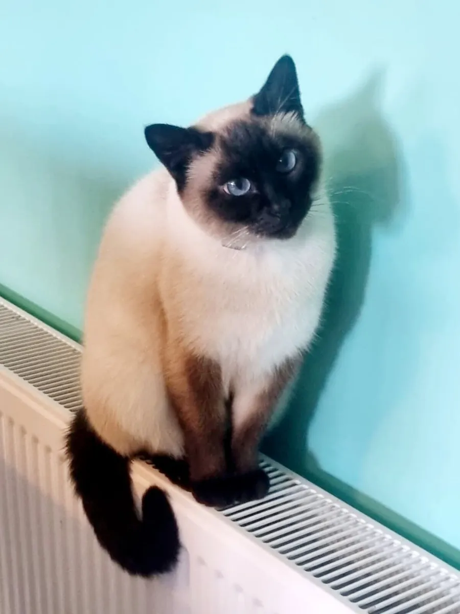 Siamese Cats - Image 1
