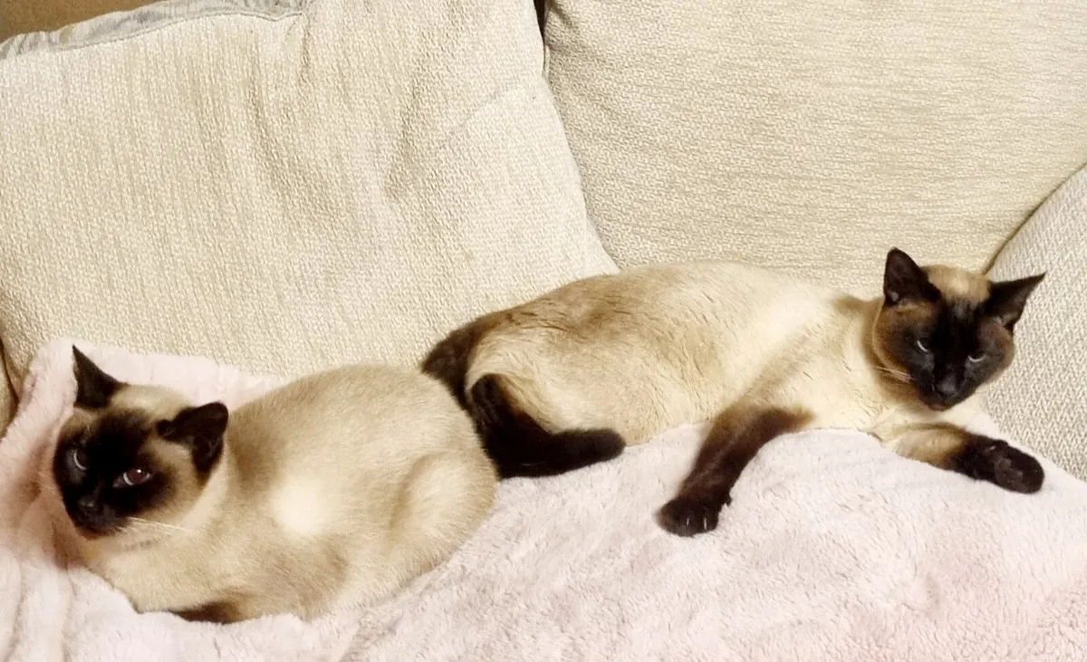 Siamese Cats - Image 2