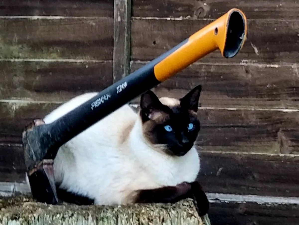 Siamese Cats - Image 3