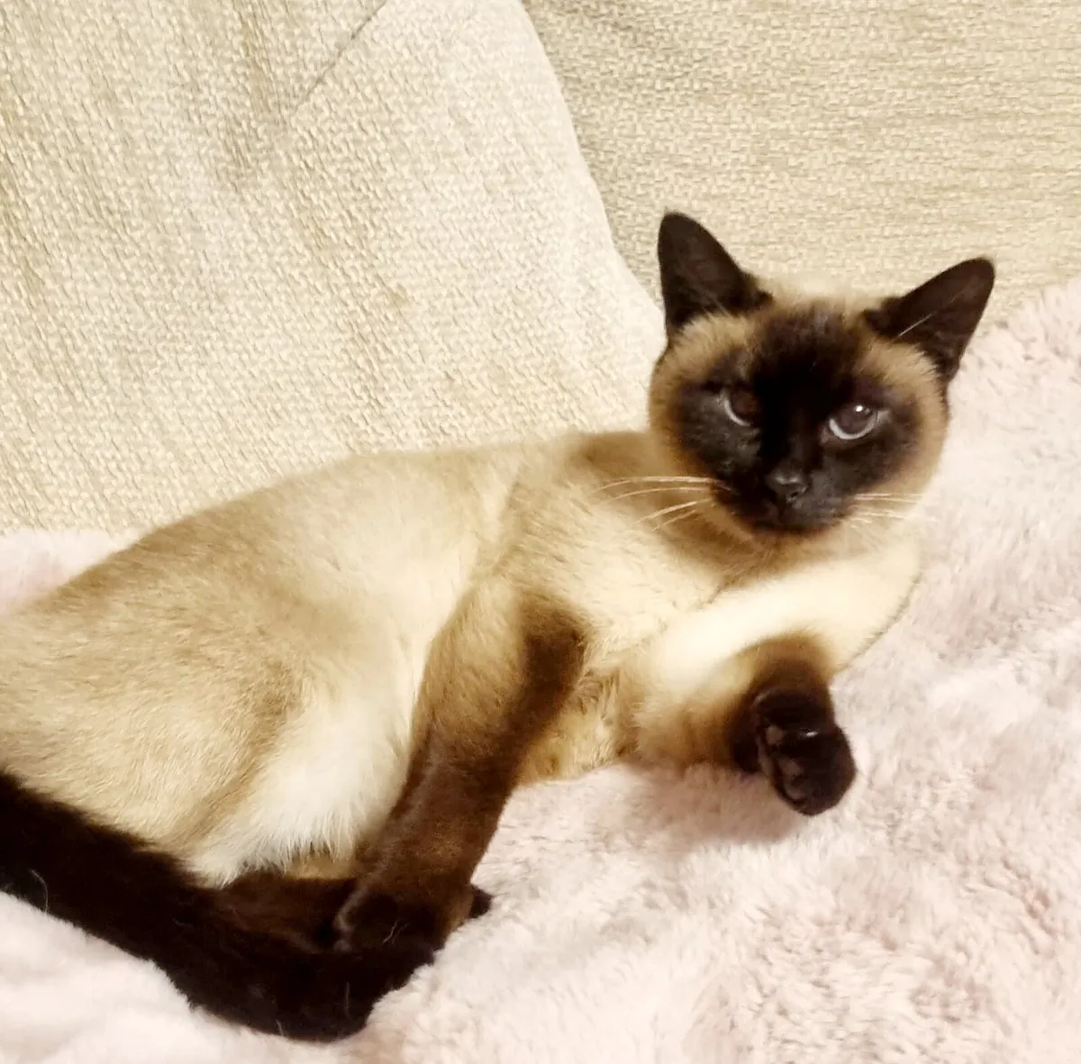 Siamese Cats - Image 4