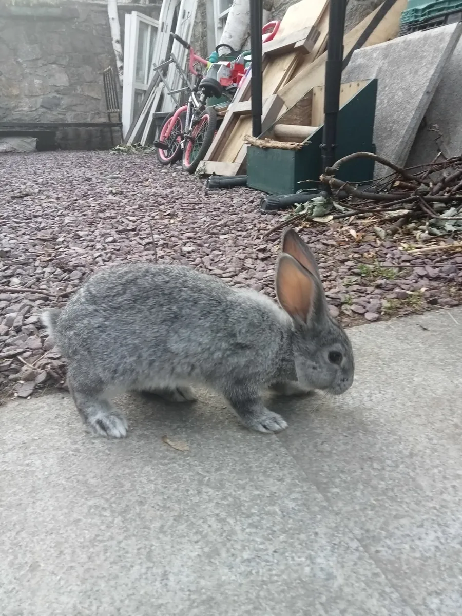 Rabbits - Image 4