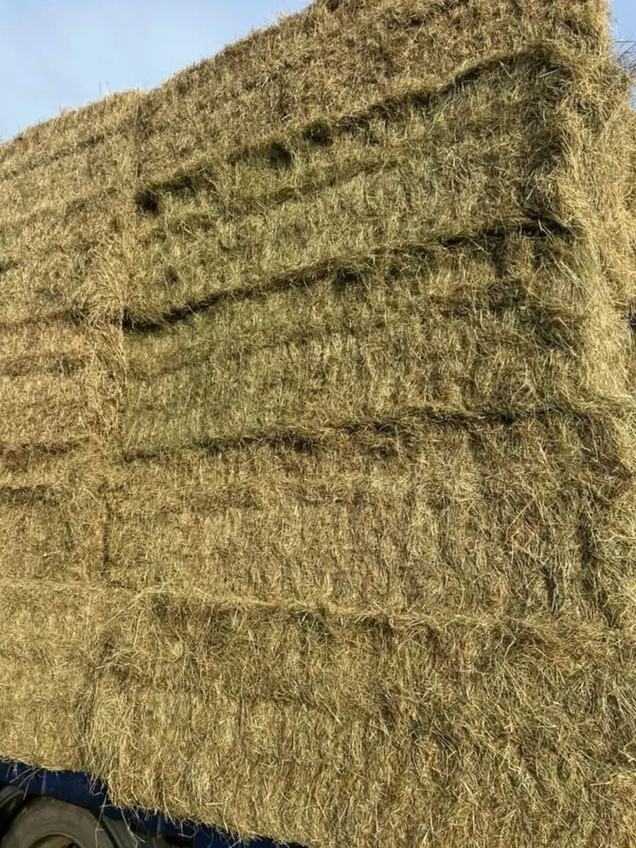 New season English June hay in 8x4x3s - Image 2