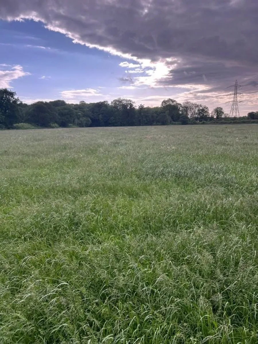 New season English June hay in 8x4x3s - Image 3