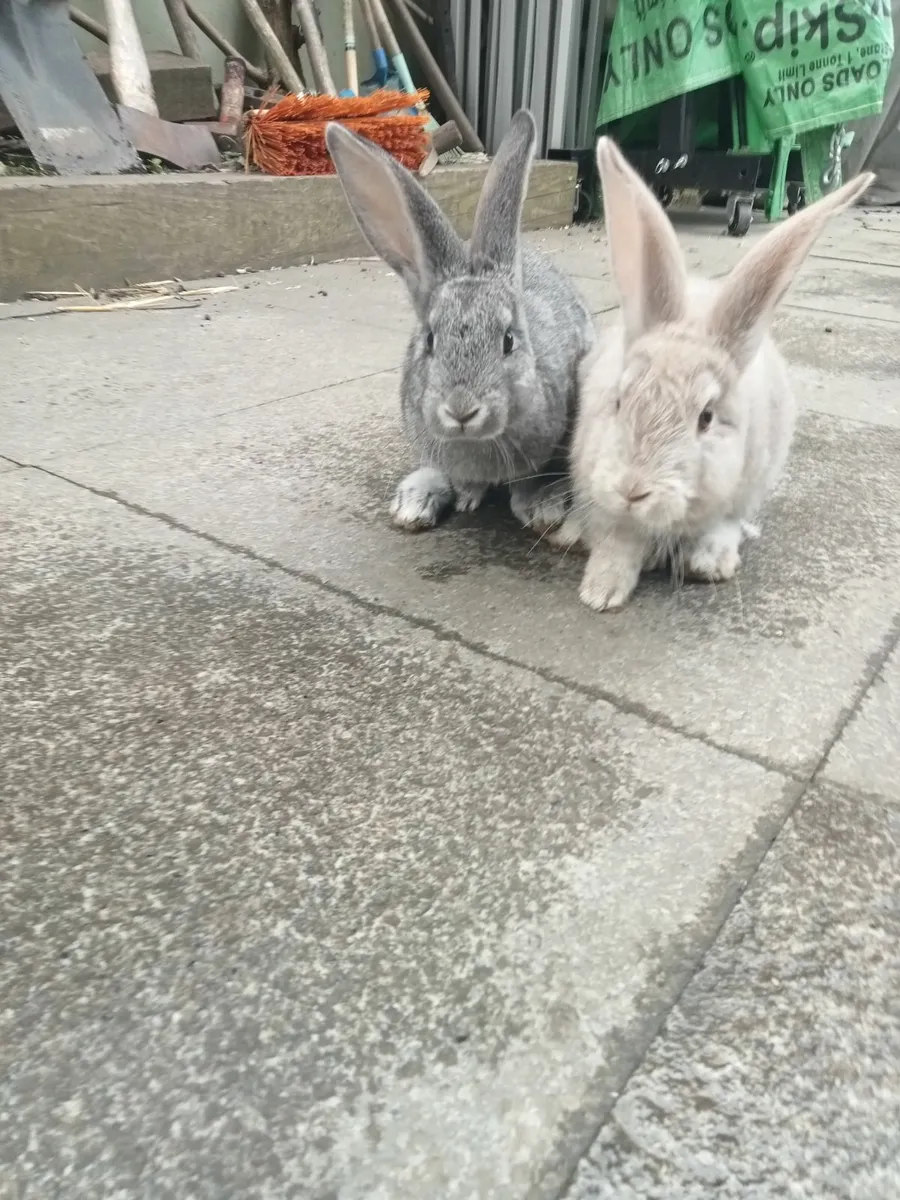 Rabbits - Image 1