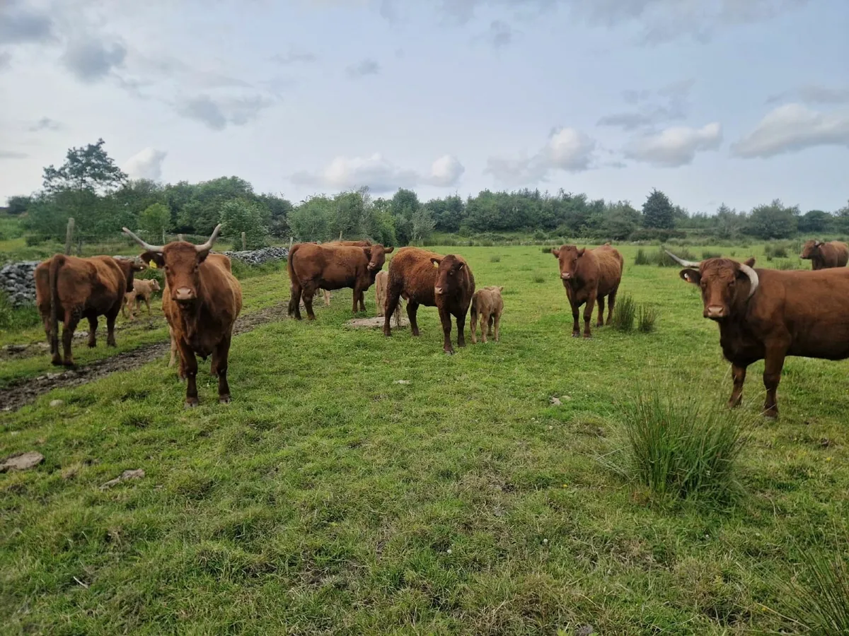 Suckler Herd Dispersal - Image 3