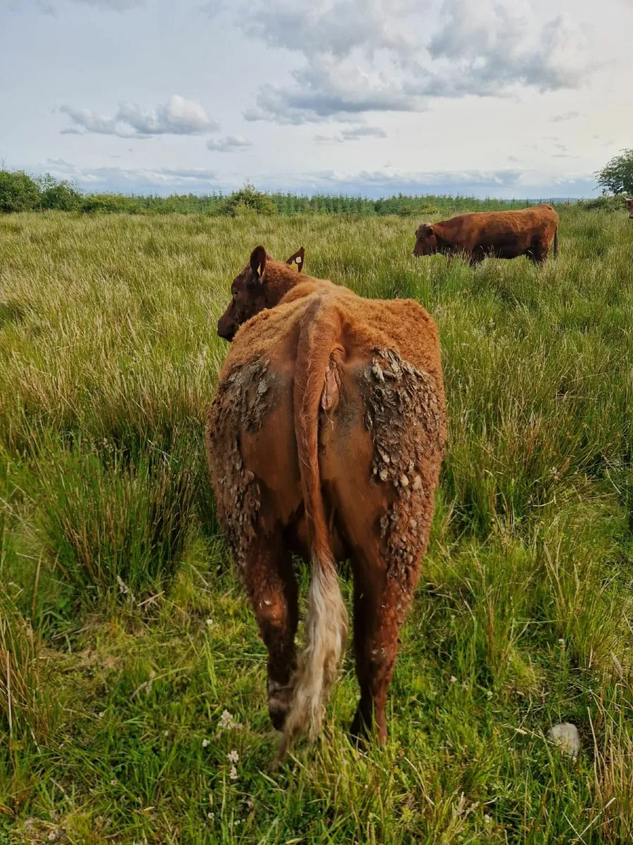 Suckler Herd Dispersal - Image 4