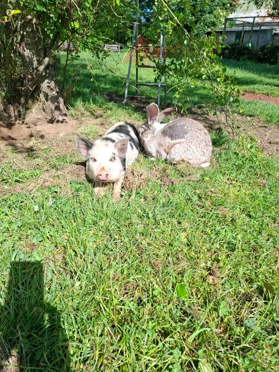 Pet pig - Image 2