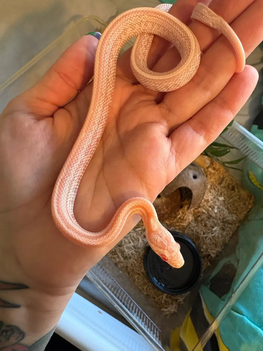 Cornsnake - 9 months old male - Image 1